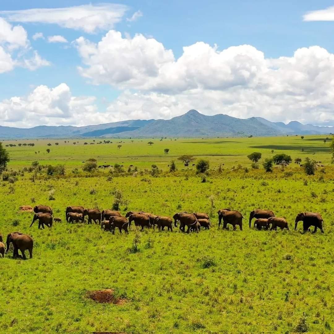 Meet the wildlife people travel across the world to see.