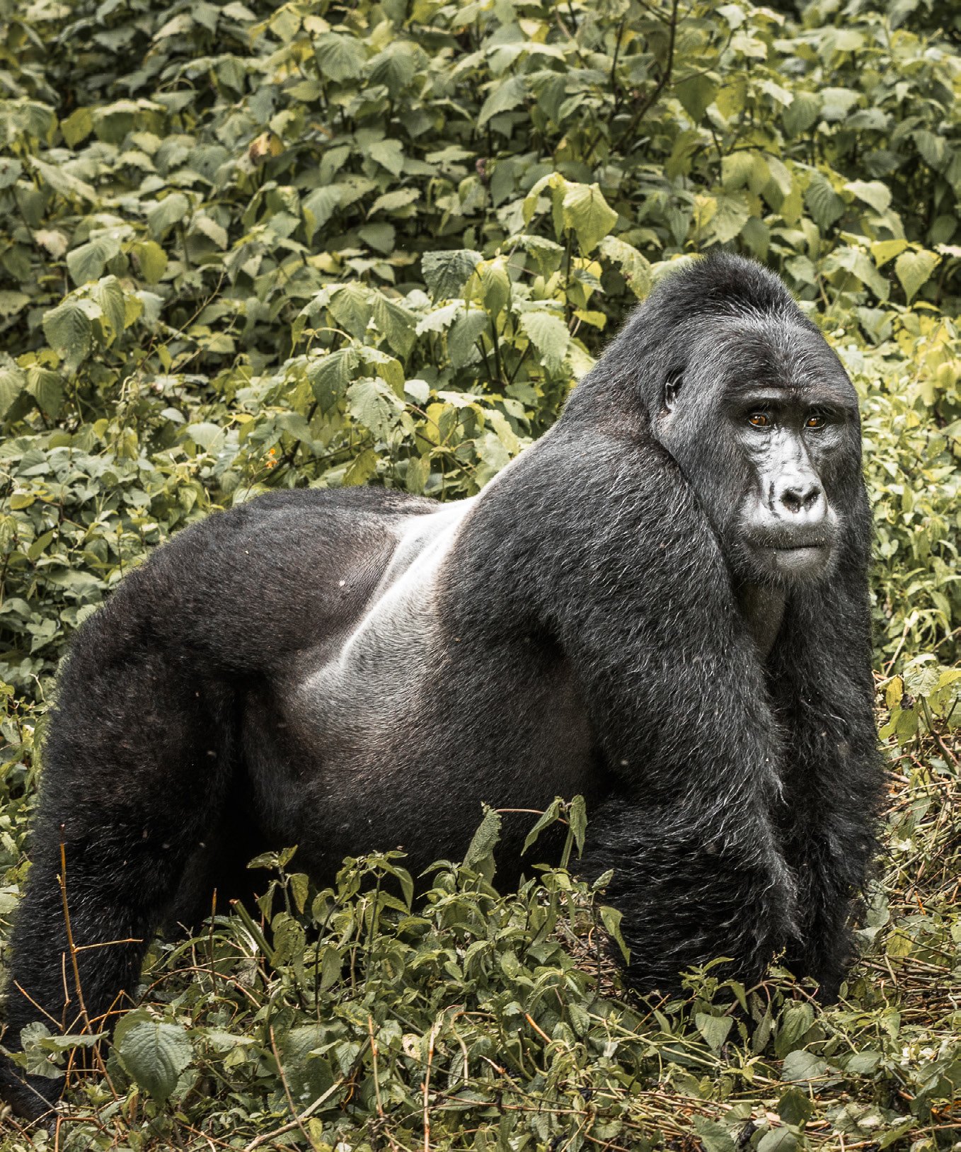 Gorilla in Bwindi forest