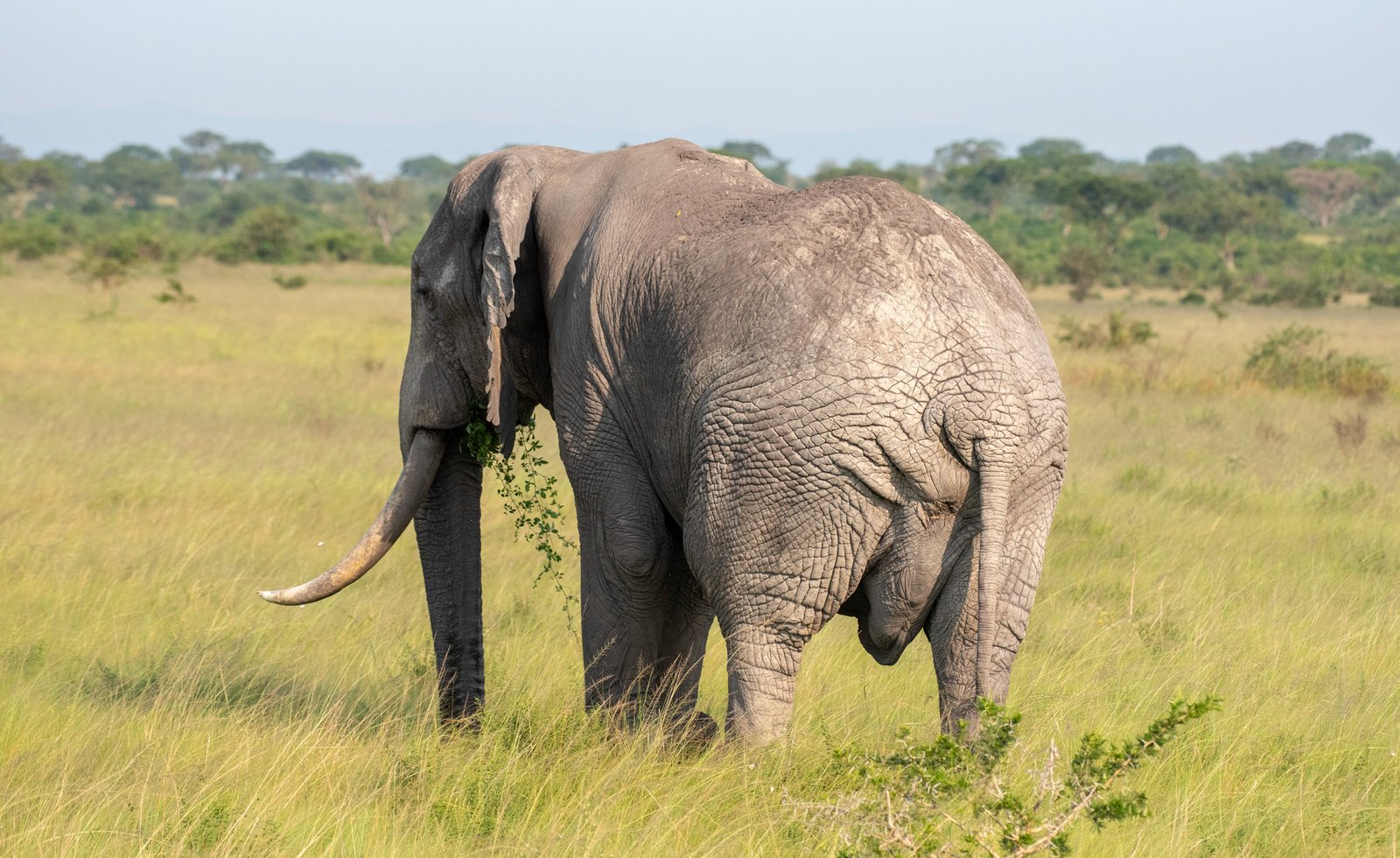 Elephant in Queen Elizabeth National Park