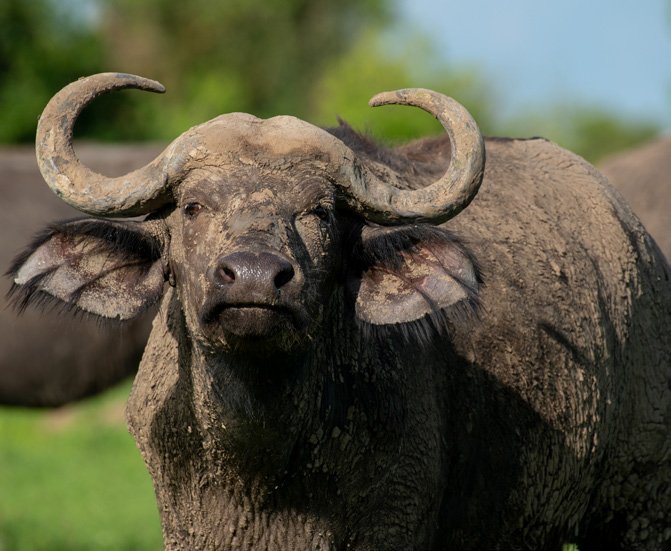 African buffalo