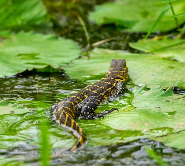 Crocodile in wetland vegetation
