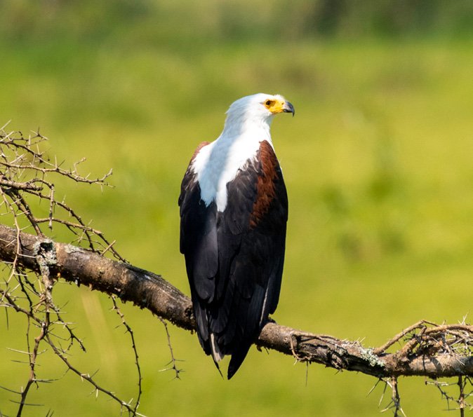 African fish eagle