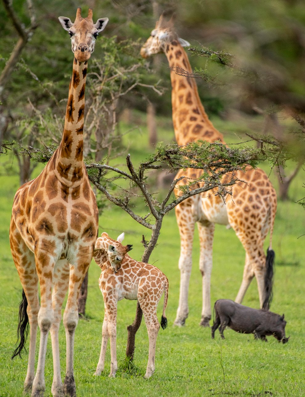 Giraffe family
