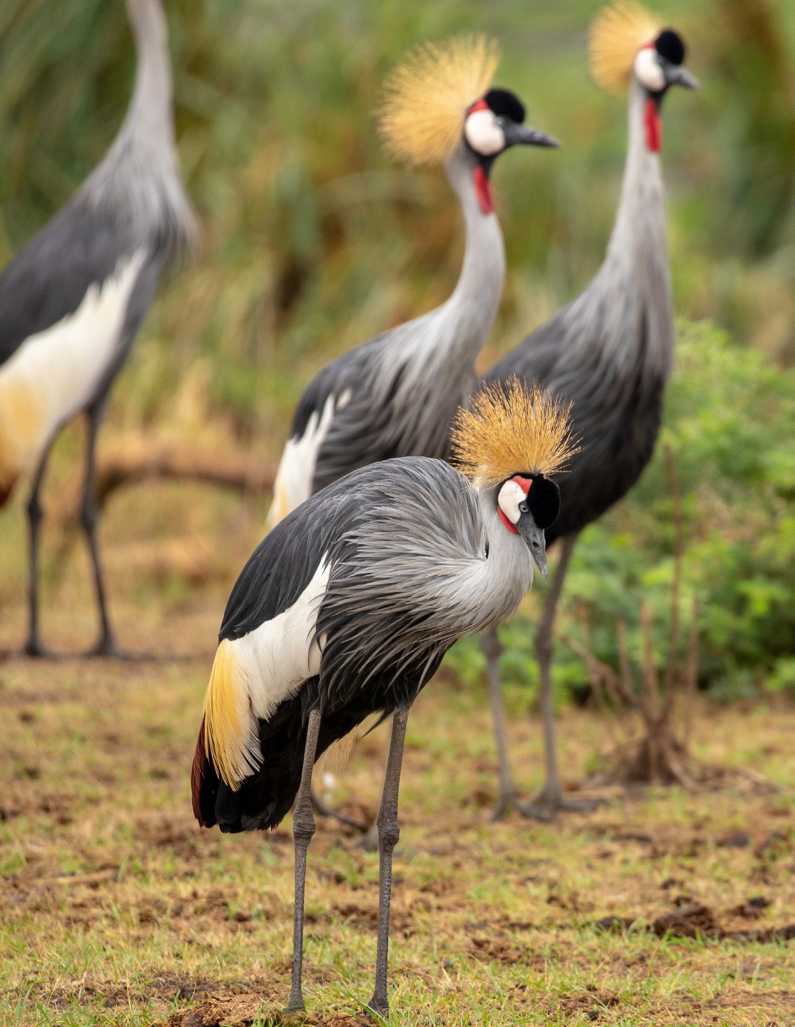 Grey Crowned Cranes