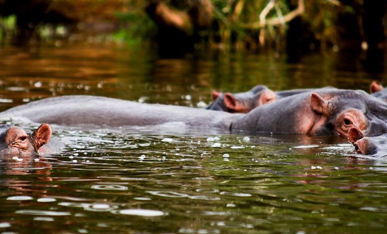 Hippos in a Ugandan river