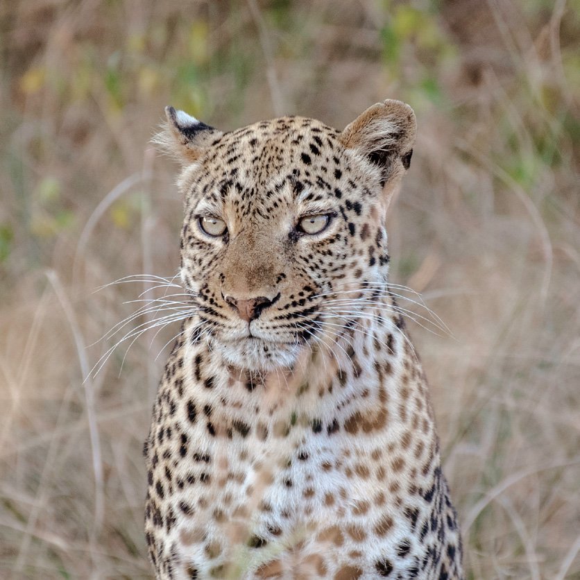 Uganda wildlife