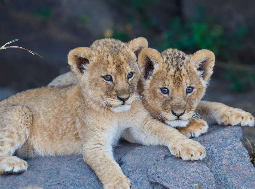 Lion cubs