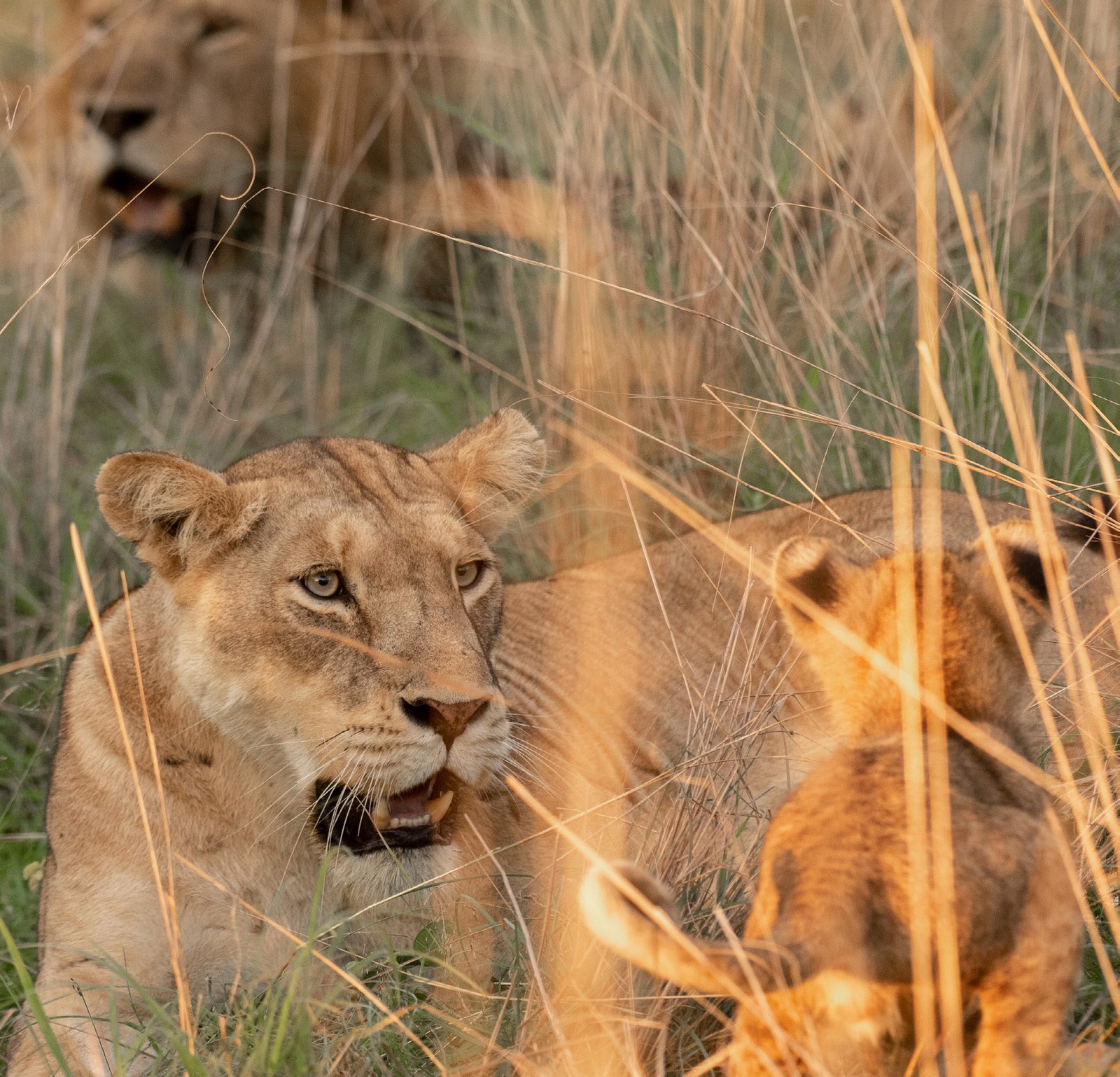 Lions in grassland