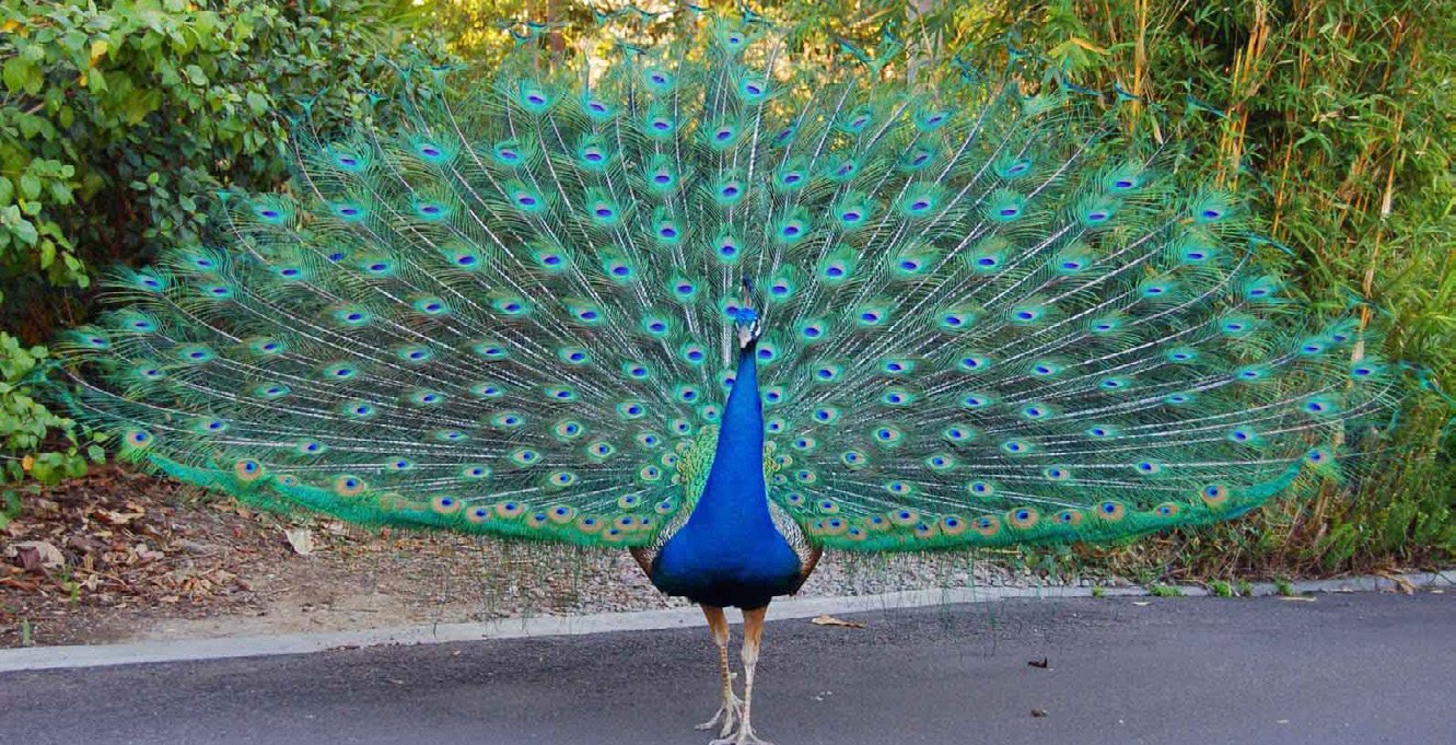 Peacock with feathers displayed