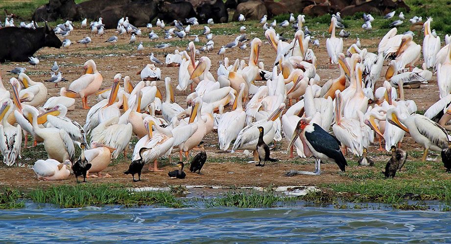 Pelican flock