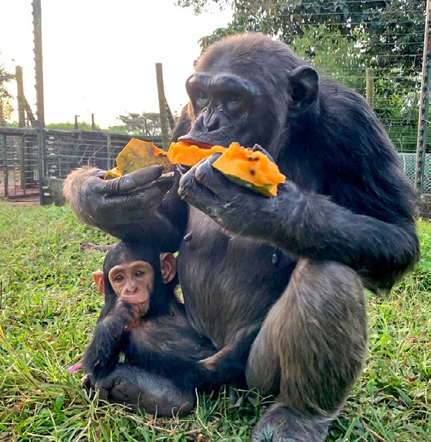 Primate family