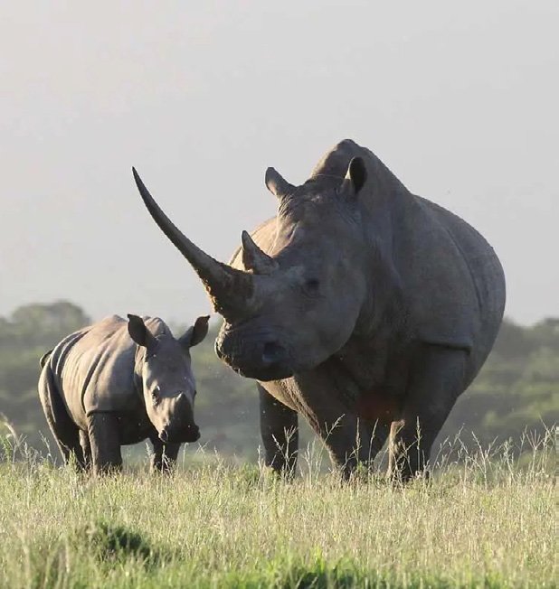 Rhinos in Uganda