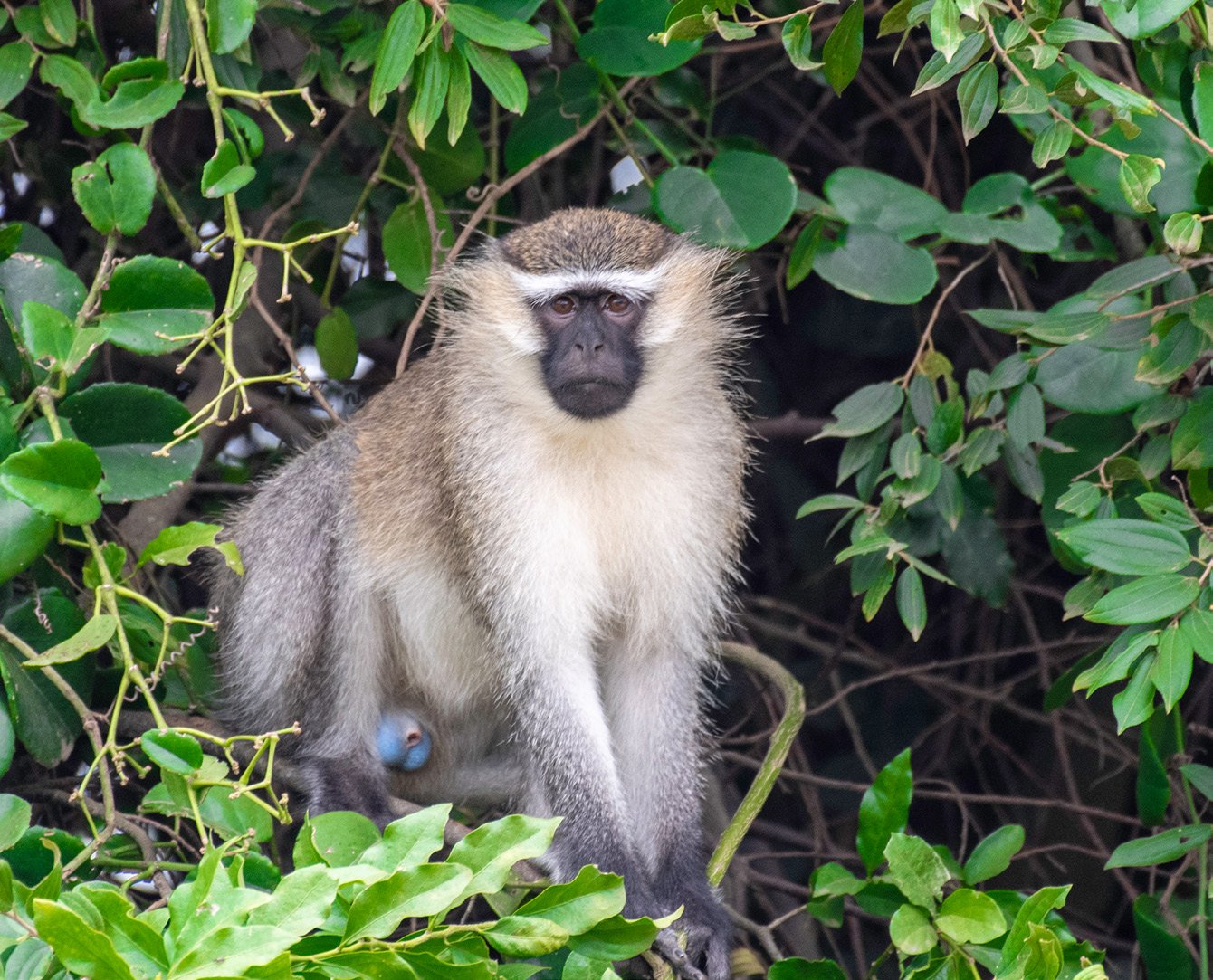 Vervet monkey