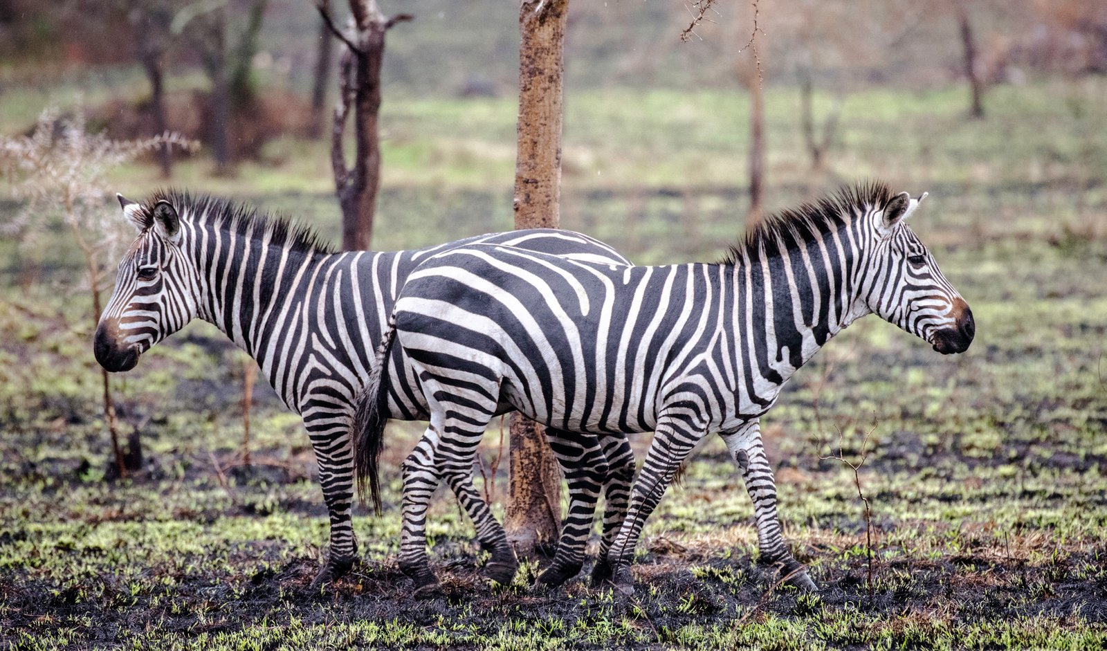 Zebras