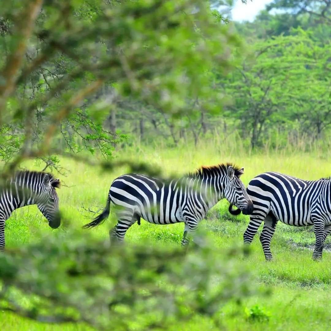 See wildlife as part of a wider landscape.
